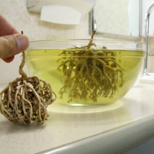 Mariyam Booti Nabi Booti