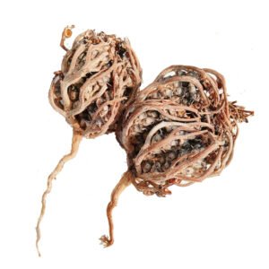 Mariyam Booti Nabi Booti